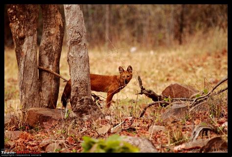 Tadoba Andhari Tiger Reserve - Rocking - Page 3 - Team-BHP