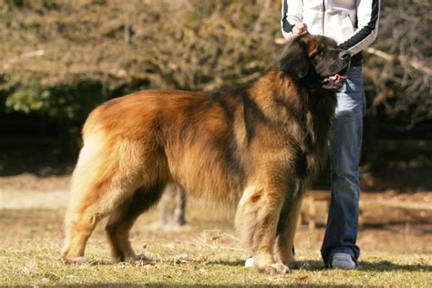 The Largest Dogs In The World with More Bite Than Bark