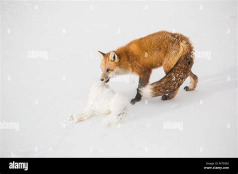 01871-02904 Red Fox (Vulpes vulpes) eating Arctic Fox (Alopex lagopus ...