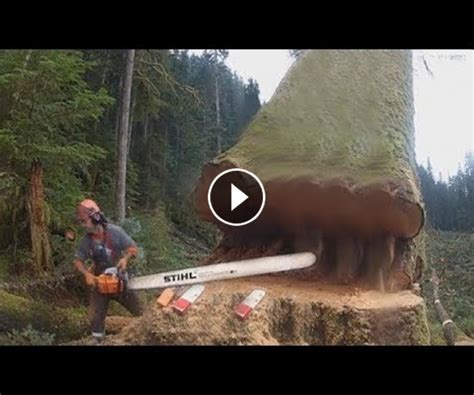 2021 Amazing Dangerous Cutting Huge Tree Skills With