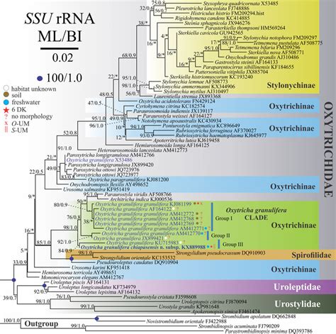 Maximum Likelihood ML Phylogenetic Tree Inferred From SSU RRNA Gene