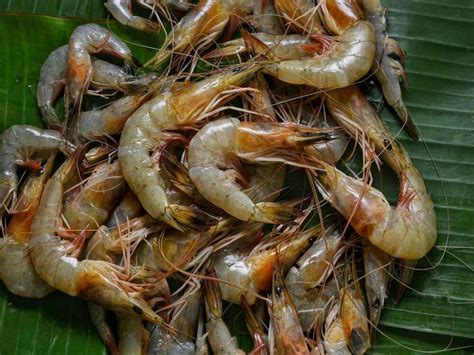 Prawn Farming আধুনিক পদ্ধতিতে গলদা চিংড়ি চাষের সহজ উপায়