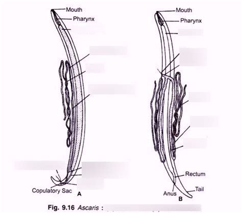 Diagram of Ascaris Diagram and Life Cycle | Quizlet