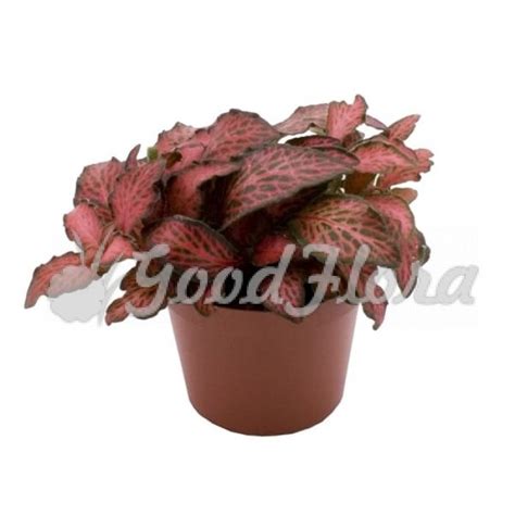 Фиттония Вершаффельта 🌼 купить в Москве недорого с доставкой - GoodFlora