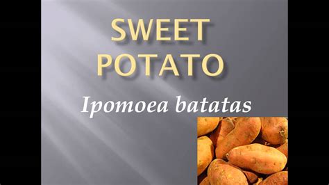 Pronunciation Picture And Scientific Name Of Vegetable Sweet Potato Youtube