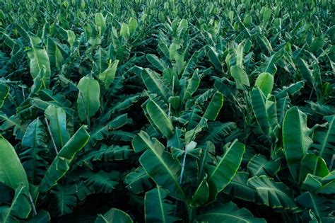 Premium Photo Aerial View Of Banana Trees Growing At Field