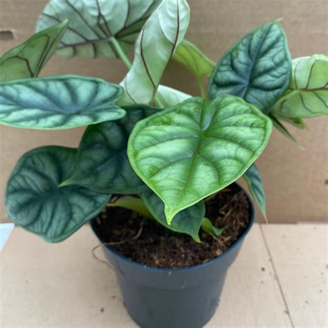 Pr Live Plant Alocasia Dragon Scale Large Peregrine