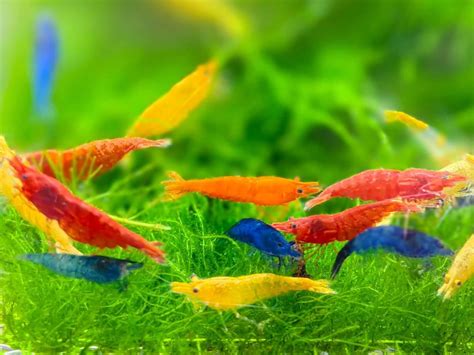 Seam Oasis Mix Neocaridina Shrimps For Live Shrimp Freshwater