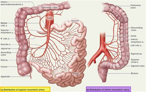 Mesenteric Ischemia Causes Symptoms Diagnosis Treatment And Prognosis