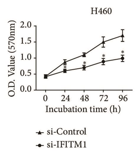 Ifitm1 Silencing Inhibits Lung Cancer Cell Proliferation A B Ifitm1 Download Scientific