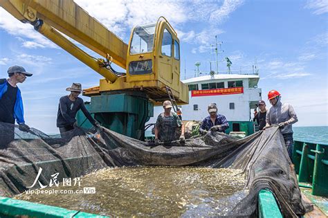 浙江温岭：东海增殖放流1300多万尾大黄鱼 陕工网