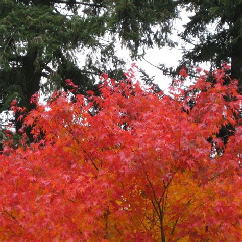 Acer Palmatum Cascade Buy Orange Weeping Japanese Maple Trees