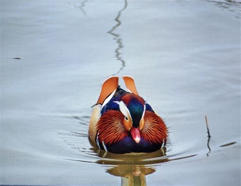 Mandarin Duck - FeederWatch