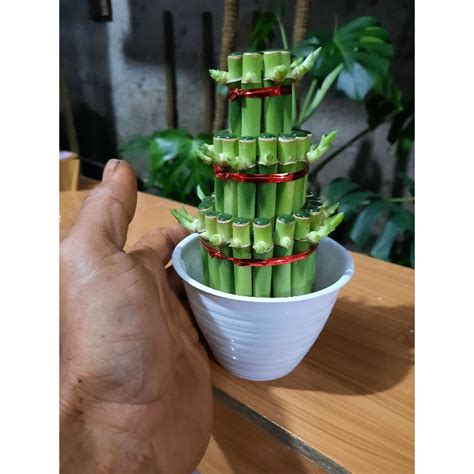 Jual TANAMAN HIAS BAMBU HOKI LUCKY BAMBOO POT Shopee Indonesia