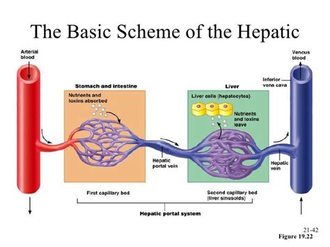 Basic Scheme Hepatic Portal System Portal System Nursing Tips System