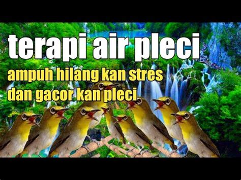 Terapi Air Pleci Ampuh Hilang Kan Stres Dan Gacor Kan Pleci Youtube