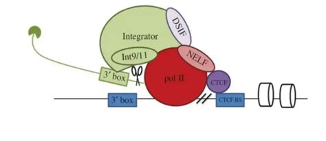 Small nuclear RNA (snRNA) - Structure, Types, Definition - Biology ...