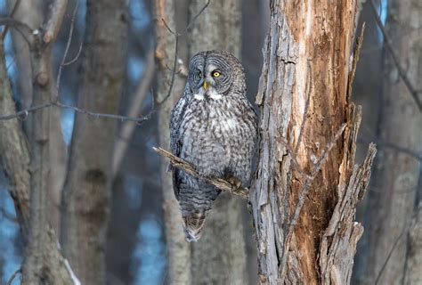 Great Gray Owl Chouette lapone Yamachiche Québec This Flickr