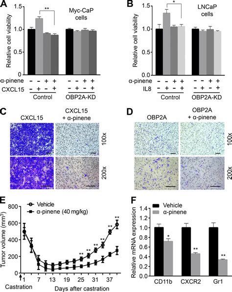 α Pinene Suppresses Mdscs Infiltration And Crpc Development Through