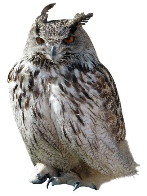 Owl Png Transparent Image Download Size 773x1034px