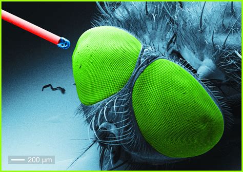 The world's smallest, ultra-minimal microlens so that it can fit in an ...