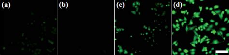 Figure 3 From Design Of ZIF Based Hybrid Nanoparticles With Hyaluronic