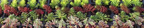 Sedums For Sale Shop Cold Hardy Sedum Succulent Plants