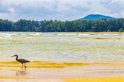 Great Black Water Bird Heron Stork Flying Standing Water Phuket