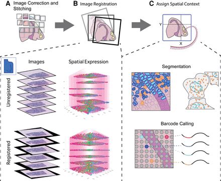 Advances In Spatial Transcriptomic Data Analysis