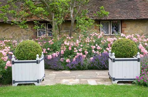 A Fabulous Duo: Rose 'Bonica' and Lavender 'Hidcote'