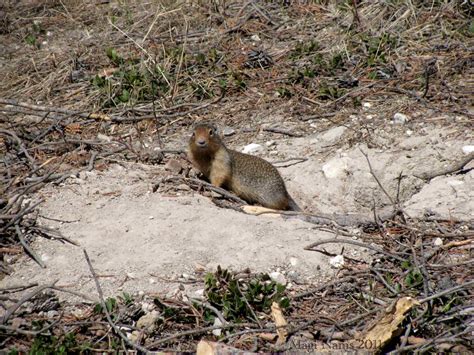 Canadian Mammals: Columbian Ground Squirrel