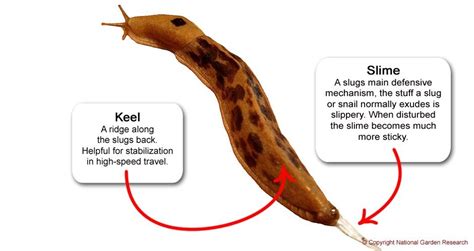 Slug Anatomy