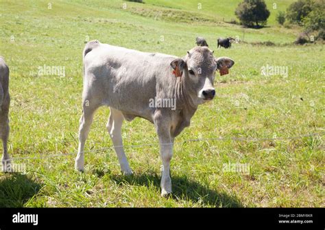 La Tudanca es una raza bovina española autóctona de la parte occidental