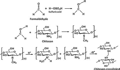 Schema Of Crosslinking Reaction Of Chitosan By Formaldehyde Download