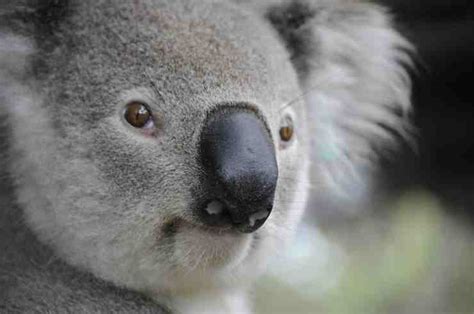 Koala Que Come Donde Vive Caracter Sticas Y Curiosidades Vida Con