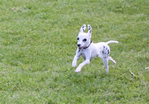 Pixel the miniature Dalmatian loves to run! | Miniature dalmatian ...