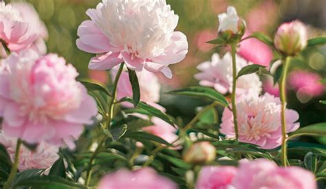 Peonies Know The Types Tips To Grow And Care