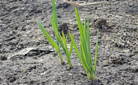 Planter L Ail Quand Et Comment Faire La Plantation De L Ail