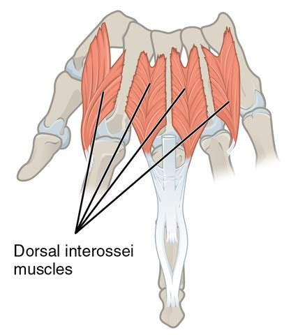 Dorsal Interossei of the Hand - Physiopedia