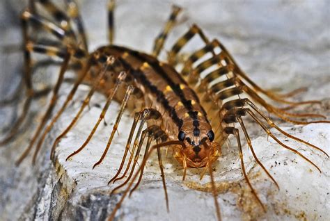 Silverfish Pest Control In Dubai