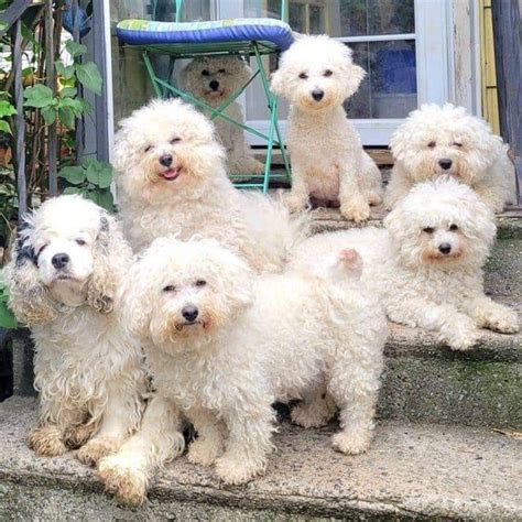 Sugar Moon Bichons Bichon Frise Puppies For Sale In Trenton NJ AKC