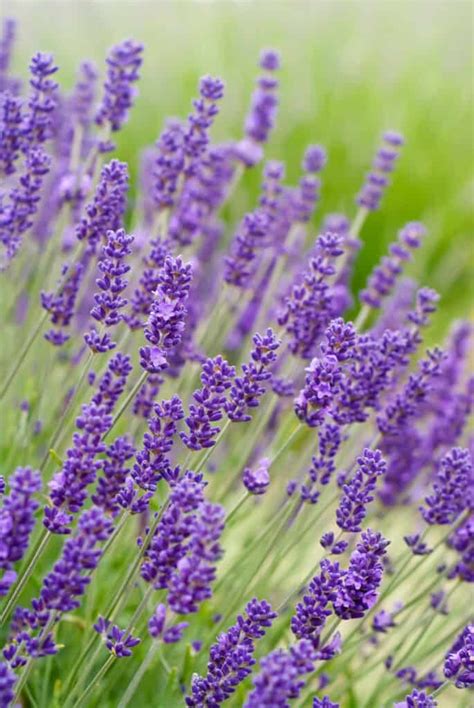 Hyssop Lavender What Are The Differences Az Animals Atelier Yuwa