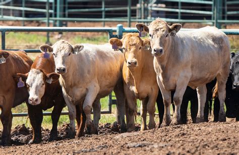 Feed Additives for Beef Cattle Production | Oklahoma State University