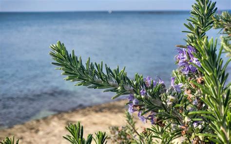 Come Coltivare Il Rosmarino In Vaso E In Giardino Promogiardinaggio