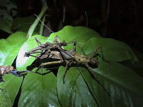 Gespenstschrecken Pärchen ghost insects Mulu Nationalpark Borneo