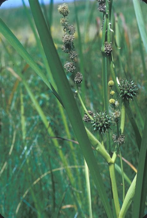 Sparganium eurycarpum (great bur-reed): Go Botany