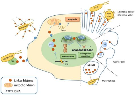 Nuclear Cytoplasmic And Extracellular Functions Of Linker Histone In Download Scientific