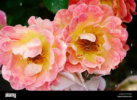 Ground Cover Roses Hi Res Stock Photography And Images Alamy