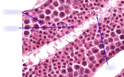 Testis Seminiferous Tubules Diagram Quizlet