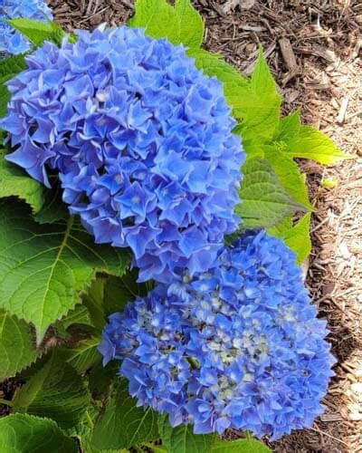 20 Dwarf Hydrangea Varieties For Small Spaces World Of Garden Plants